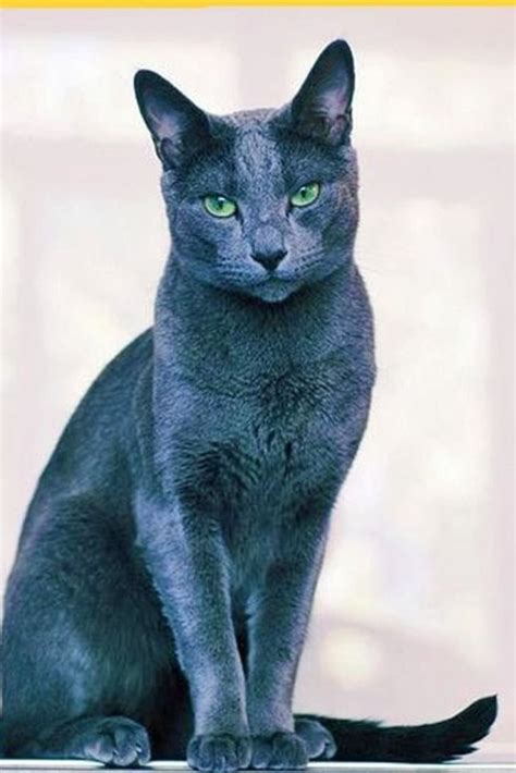 Why Cats were important in ancient Egypt? | Razas de gatos, Gatos bonitos, Gato azul ruso