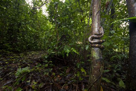 Malabar Pit Viper: Ambush in the Well of Life and Death | RoundGlass | Sustain