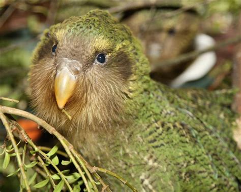 kakapo | Beloved of Beasts