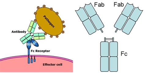 Fc Receptor / Fc Receptors