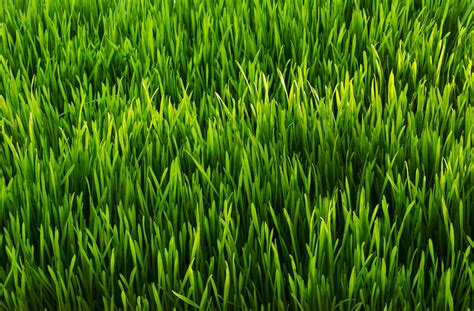 Why Is Grass Green? | Britannica