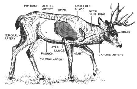 The Anatomy Of A Whitetail Deer - ANATOMY