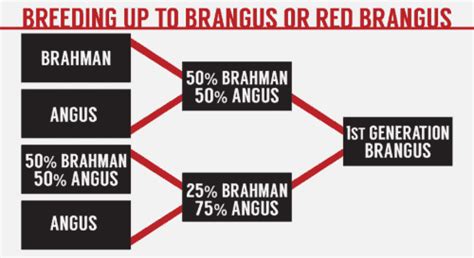 Breeding Up: BRANGUS - International Brangus Breeders Association (IBBA)