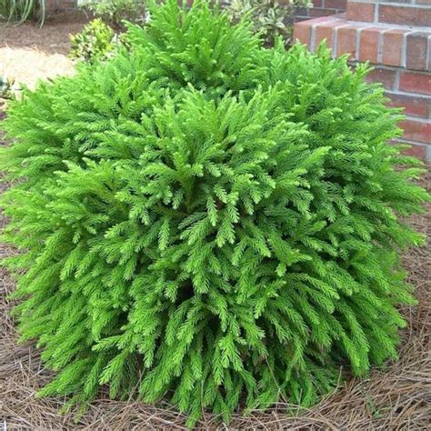 Buy Cryptomeria Globosa Nana Shrubs for Sale | Garden Goods in 2020 | Garden shrubs, Landscaping ...