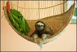 Sloth Sanctuary – Never Done That!