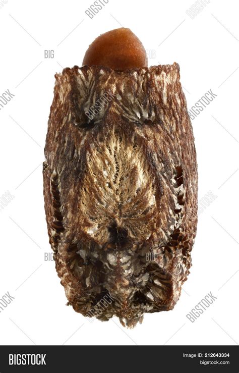 Goliath Stick Insect Image & Photo (Free Trial) | Bigstock