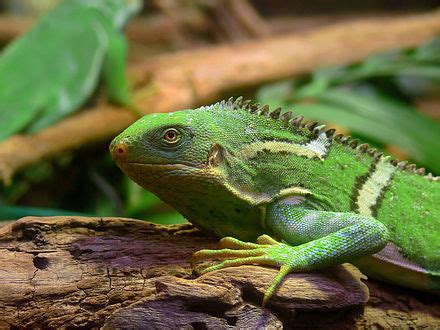 Fiji crested iguana - Wikipedia