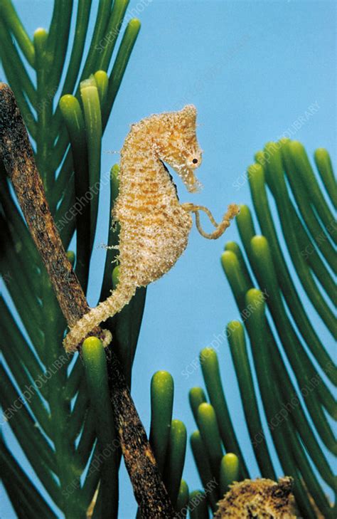 Seahorse giving birth - Stock Image - Z605/0789 - Science Photo Library