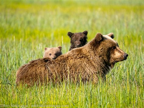 Brown Bear cubs | Lake Clark National Park, Alaska | Photos by Ron ...