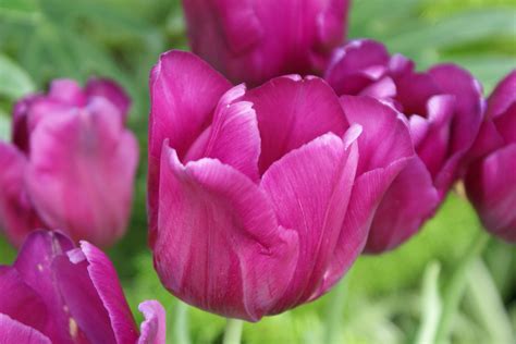 File:Pink Tulips.JPG - Wikimedia Commons