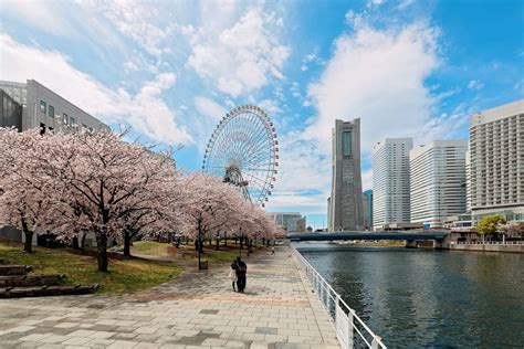 9 Best Places to See Yokohama Cherry Blossom