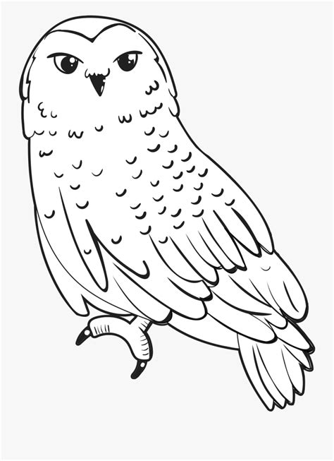 ️Snowy Owl Coloring Page Free Download| Goodimg.co