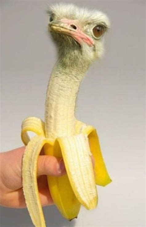 Ten Photoshopped Banana Animals That Might Put You Off Bananas ...