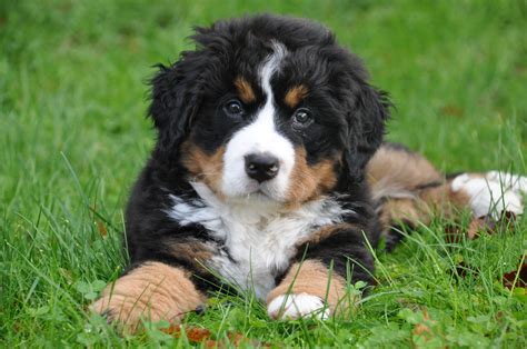 bernese-mountain-dog-1177077_1920 – VetIQ