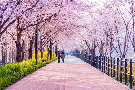 Premium Photo | Cherry blossom of spring in seoul, south korea .soft ...