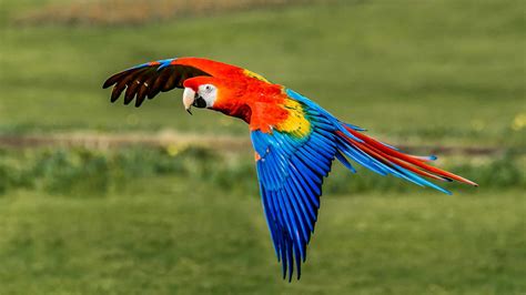 Different Types of Pet Macaws