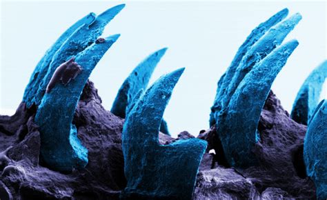 Picture of the Week: Limpet Teeth