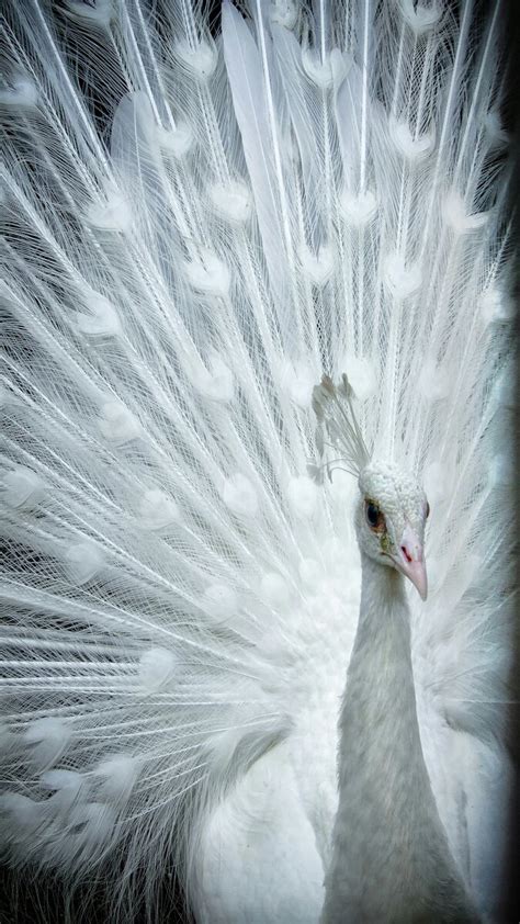 🔥 [70+] White Peacock Wallpapers | WallpaperSafari