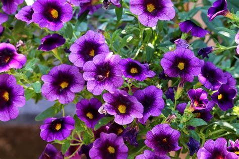 Wave Petunia Care: How to Grow and Care For Wave Petunia Plants