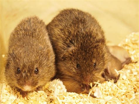 Prairie Voles Engage in Consolation Behavior in Stressful Situations