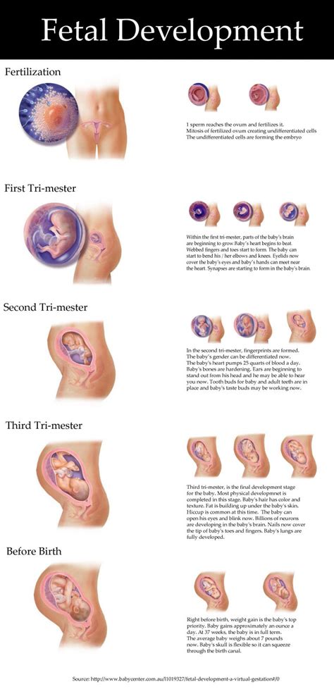 Fetal Development Visualization | Visual.ly | Fetal development, Pregnancy stages, Prenatal ...