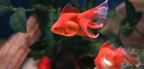 Best Goldfish Tank Mates (#5 Is My Favorite)