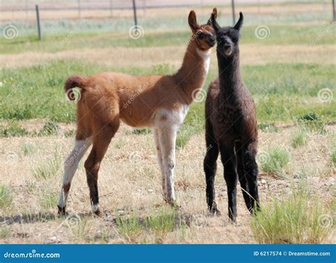 Two Baby Llamas stock photo. Image of black, pack, young - 6217574