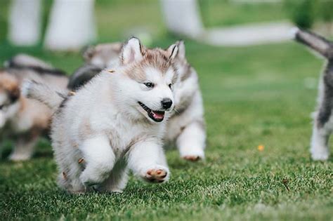 Sable Alaskan Malamute