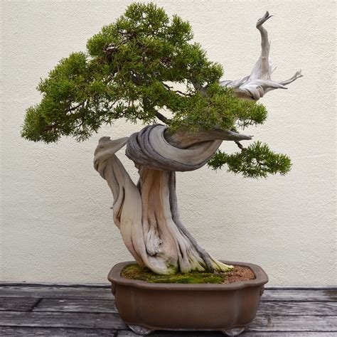 Juniper Bonsai Trees