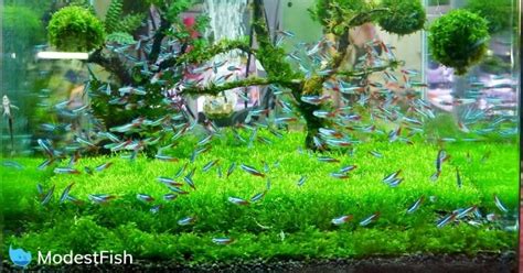 15 Best Fish For Your Small Tank You Must Know About