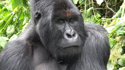 Gorilla Trekking in Congo | Gorilla Trekking Tours in Congo