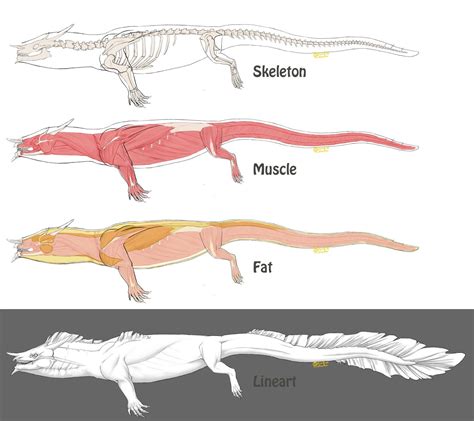 Crocodile Muscle Anatomy