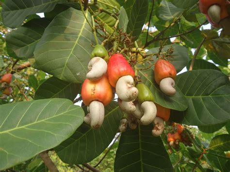 Cashews in the Raw Are Not What You'd Expect