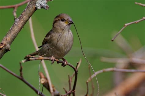 Preparing nesting - sparrow - Pentax User Photo Gallery