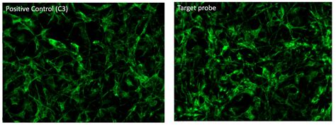 Has anyone successfully used RNAscope multiplex fluorescence assay in all 3 channels in 96 well ...