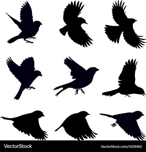 Silhouettes of birds Royalty Free Vector Image