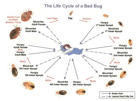 Bed Bug Identification & Control - Chappell's Pest Control East Tennessee