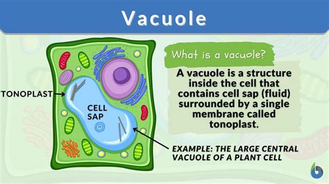 Vacuole - Definition and Examples - Biology Online Dictionary