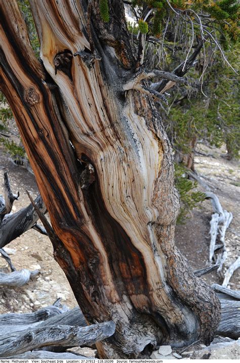 Methuselah Tree - Famous Bristlecone Pines