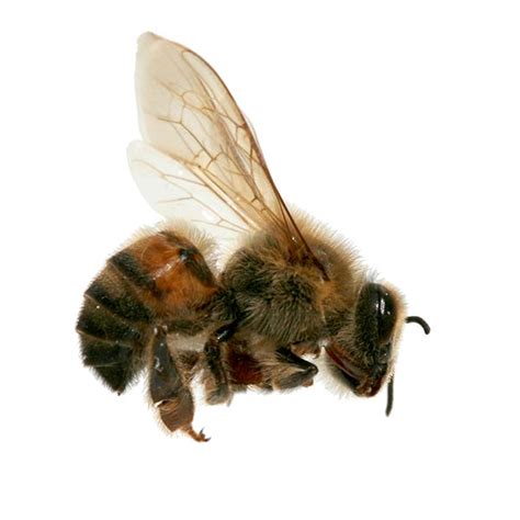 Africanized Honey Bee Identification & Behavior | Florida Pest Control