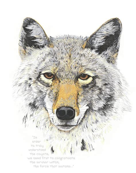 Coyote Face Drawing