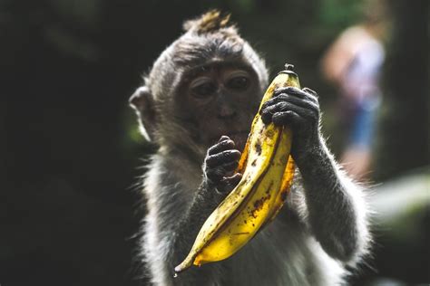 How To Perfectly Peel A Banana Like A Monkey - DrinksFeed | Moños, Animales comiendo, Foto de mono