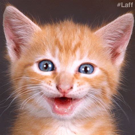 Cat Celebrate GIF by Laff - Find & Share on GIPHY