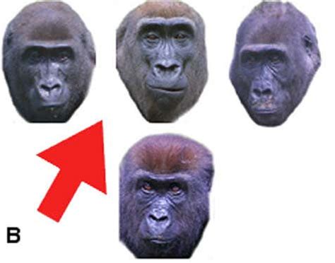 Quiz: Spot the family resemblance | New Scientist