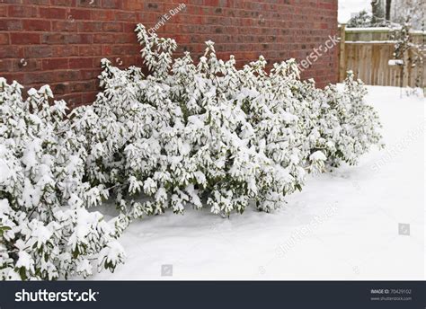 Snow Covered Azalea Bushes Next To A Brick House In Winter, Copy Space Stock Photo 70429102 ...