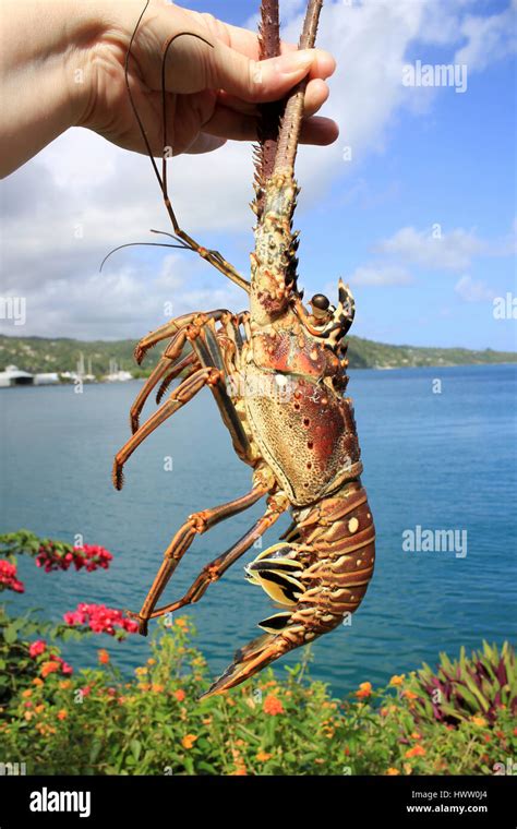 Caribbean Spiny Lobster Panulirus argus Stock Photo - Alamy