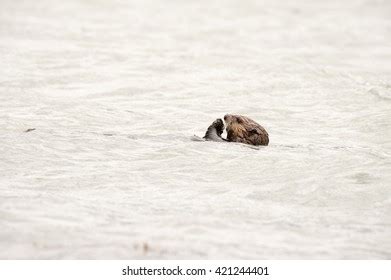 224 Sea Otter Eating A Clam Images, Stock Photos & Vectors | Shutterstock