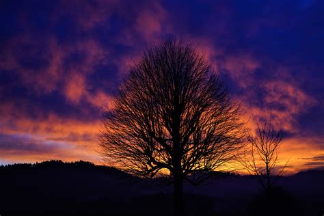 Download Sunset Silhouette Nature Tree 8k Ultra HD Wallpaper