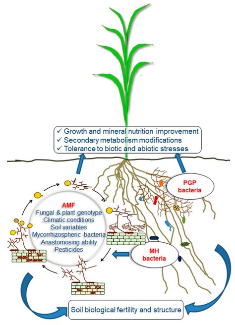 Glomeromycota Life Cycle