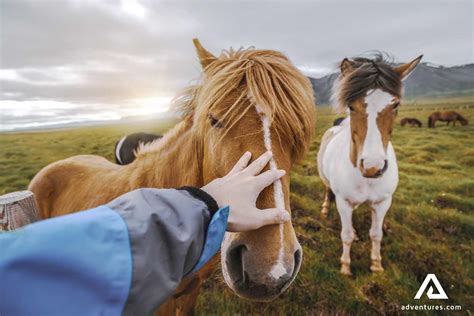 Iceland Horse Tours | Best Price Guarantee | Extreme Iceland